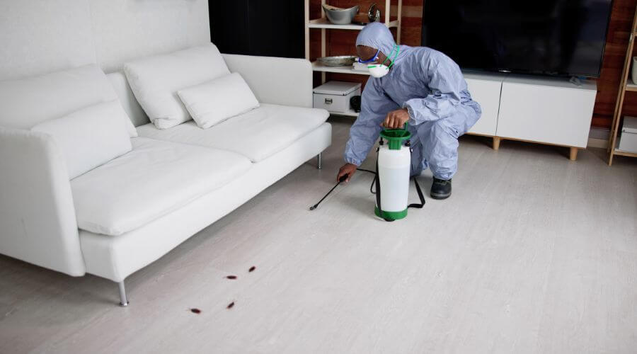 Why choose Valley Creek Mice Removal for mice removal in Valley Creek